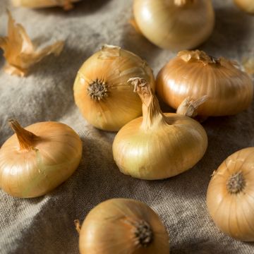 Borettana Onion - Allium cepa