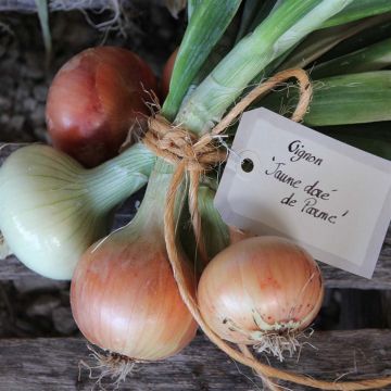 Onion Dorata Di Parma - Ferme de Sainte Marthe Seeds