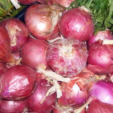 Organic Morada De Amposta Onion - Allium cepa