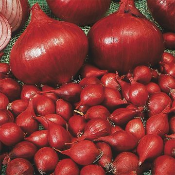 Red Baron Organic Onion seeds - Allium cepa