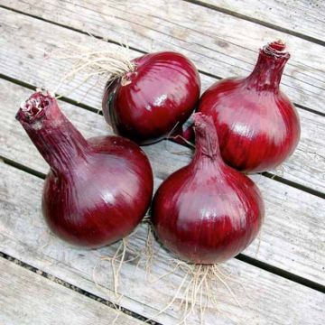 Organic Red Karmen Onion plants - Allium cepa