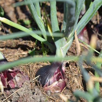 Organic Robelja Onion - Ferme de Sainte Marthe seeds