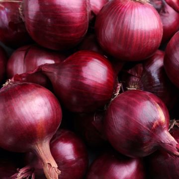 Rouge foncé de Brunswick Red Onion - Allium cepa