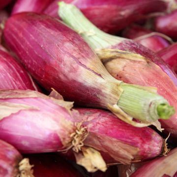 Long Red Florence Onion - Allium cepa