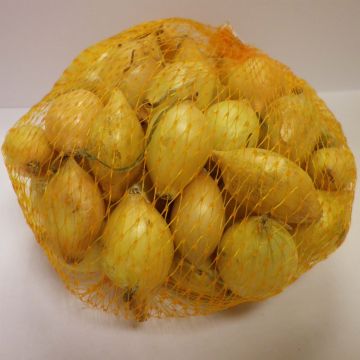 Senshyu Yellow Onion plants (autumn planting) - Allium cepa