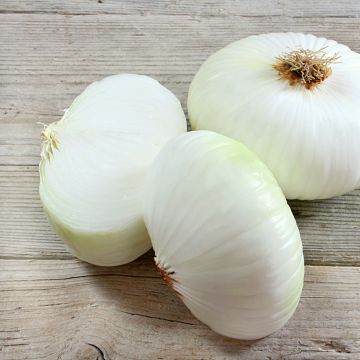 White Onion Prompto F1 (Vilmorin seeds Creation) -  Allium cepa