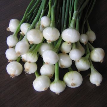 White Onion plants - Allium cepa