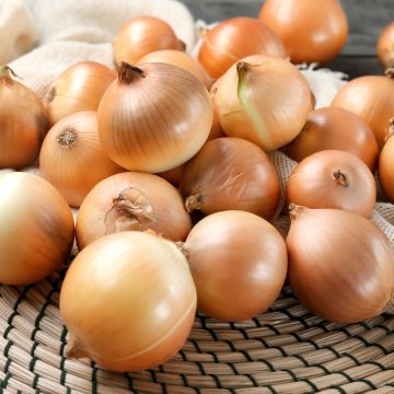 Yellow Onion Lorenzos - Vilmorin seeds - Allium cepa