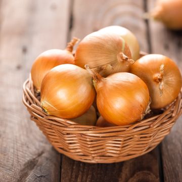 Ramata di Milano Yellow Onion - Allium cepa