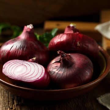 Organic Noordhollandse Bloedrode Red Onion - Allium cepa