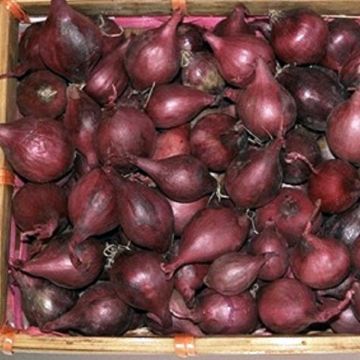 Organic Red Baron Onion - Allium cepa