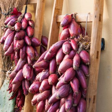 Onion Long Red Florence Simiane - Vilmorin Seeds