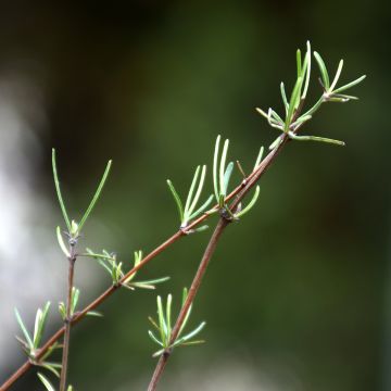 Olearia virgata - Daisy Bush