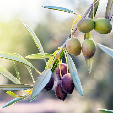 Olea europea Negrette - Olive tree