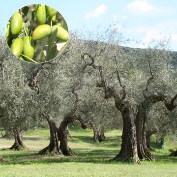 Olea europaea Picholine - Olive tree