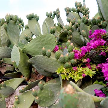 Opuntia hybrida Titania - Prickly Pear