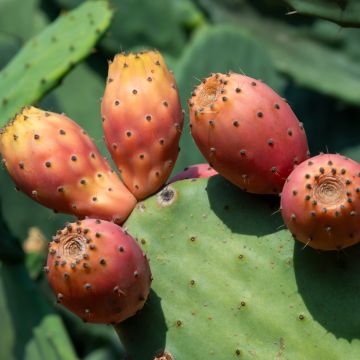 Opuntia howeyi - Prickly Pear