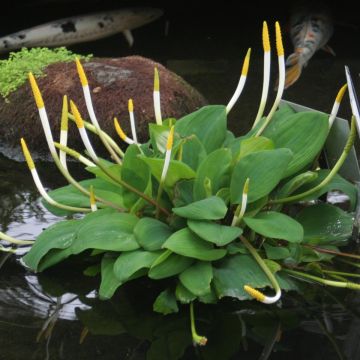 Orontium aquaticum