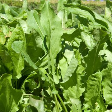 Rumex acetosa Large de Belleville - Vilmorin Seeds