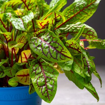 Rumex sanguineus Blood Veined