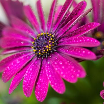 Osteospermum Dalina Bright Purple - Cape Daisy