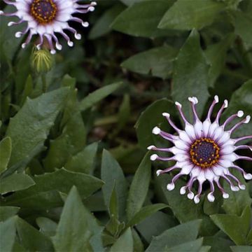 Osteospermum Flower Power Spider White - Cape Daisy