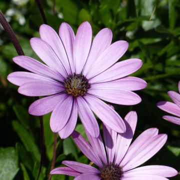 Osteospermum Summersmile Soft Violet - Cape Daisy