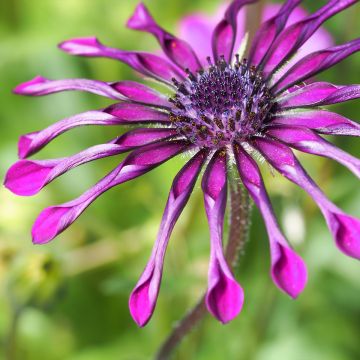 Osteospermum Flower Power Spider Purple - Cape Daisy