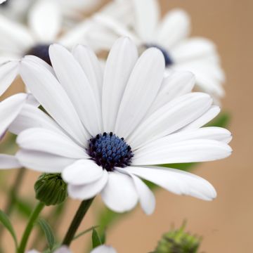 Osteospermum Glistening White - Cape Daisy