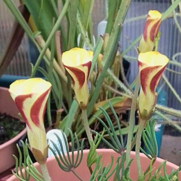 Oxalis versicolor 'Golden Cape'