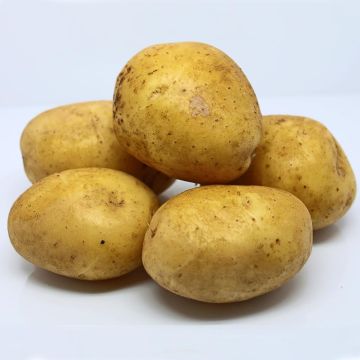 Organic Potatoes Agria
