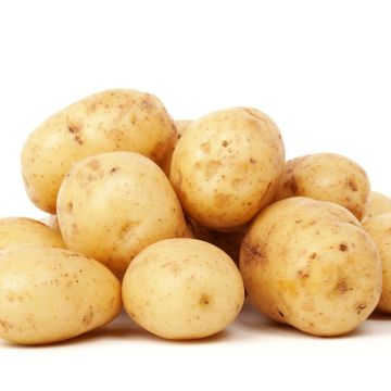 Organic Potatoes Penni