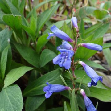 Penstemon x heterophyllus Blue Spring