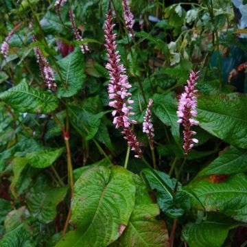 Persicaria amplexicaulis Early Pink Lady