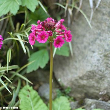 Primula japonica - Japanese Primrose