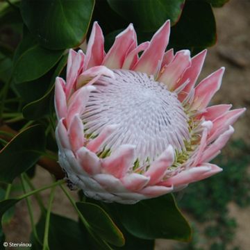 Graines de Protea cynaroides - Protée Royale