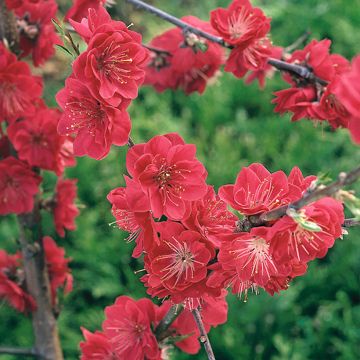 Prunus persica Melred Weeping