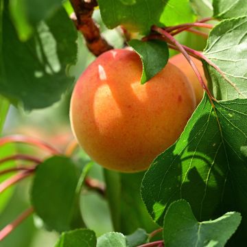 Prunus armeniaca Hungarian Best  - Apricot Tree