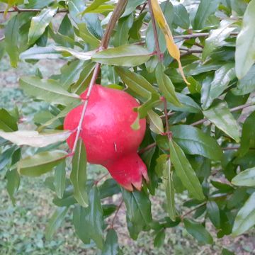 Punica granatum Parfianka - Pomegranate