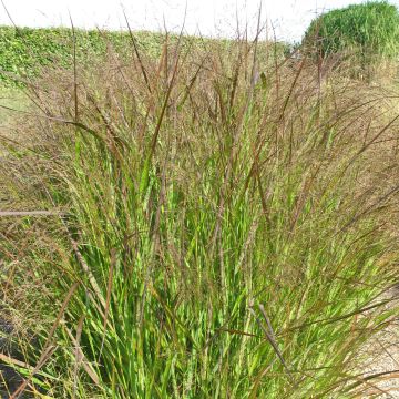 Panicum virgatum Squaw - Switchgrass