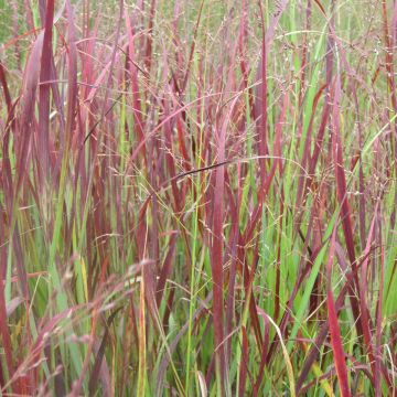 Panicum virgatum Kulsenmoor - Switchgrass