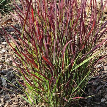 Panicum virgatum Sangria - Switchgrass