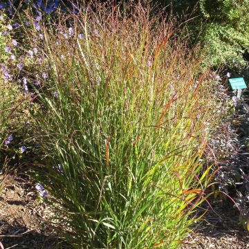 Panicum virgatum Shenandoah - Switchgrass