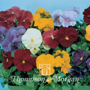 Viola - Pansy Clear Crystal Mixed Seeds