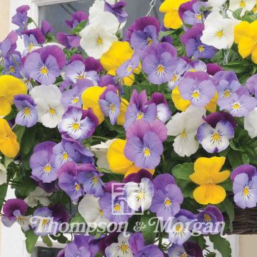 Viola x wittrockiana Plentifall Mixed Hybrid F1 - Pansy