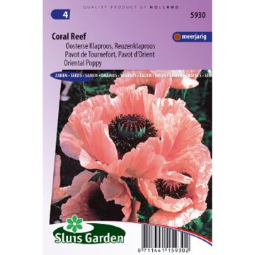 Papaver orientale Coral Reef - Oriental Poppy Seeds