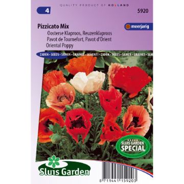 Papaver orientale Pizzicato Mix - Oriental Poppy