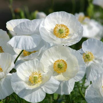 Graines de Coquelicot Bridal Silk blanc - Pavot annuel