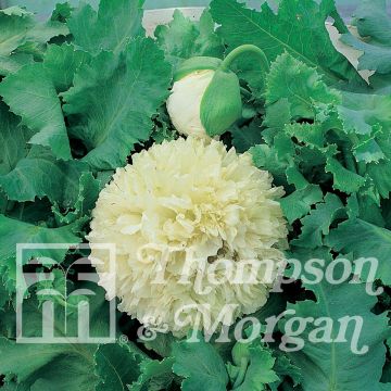 Papaver somniferum Applegreen