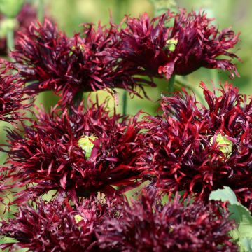 Graines de Pavot annuel Black Swan - Papaver somniferum.